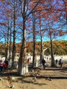 The autumn trees on the lake coast Royalty Free Stock Photo