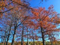 The autumn trees on the lake coast Royalty Free Stock Photo