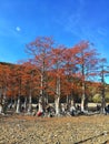 The autumn trees on the lake coast Royalty Free Stock Photo