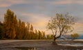 The Autumn trees with the landscape of the tree inside the Lake with sunset sky scene at Wanaka, New Zealand Royalty Free Stock Photo