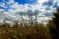 autumn trees without leaves, bare tree branches the oak against the sky Royalty Free Stock Photo