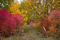 Autumn trees with leaves of bright colors green red yellow