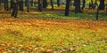 Autumn trees, leaves, colorful forest ground Royalty Free Stock Photo