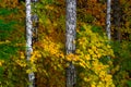 Autumn Trees And Leaves Of Yellow, Orange And Green