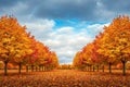 Autumn trees lined avenue, fall colors, cloudy sky Royalty Free Stock Photo