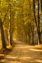 Autumn trees lining road