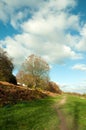 Autumn trees in the Malvern hills of England