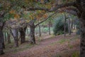 Autumn trees of many colors in Somosierra , Spain Royalty Free Stock Photo