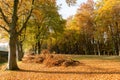 Autumn trees and many fallen leaves, Netherlands Royalty Free Stock Photo