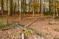 Autumn trees and many fallen leaves, Netherlands Royalty Free Stock Photo