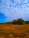 Autumn trees meadow obloka sky natyre landscape