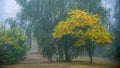 Autumn trees with mist. Colorful fall beginning Royalty Free Stock Photo