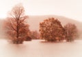 Autumn trees in mist in flood water Royalty Free Stock Photo