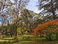 Autumn Trees in Mount Wilson, Blue Mountains Australia