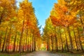 Autumn trees in Nami island.