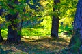Autumn, trees, nature Royalty Free Stock Photo