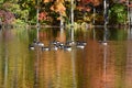 Autumn trees near pond with Canada geese on water reflection Royalty Free Stock Photo