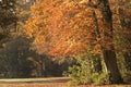 Autumn trees in the New Forest Hampshire