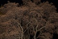 Autumn trees in night magic forest. Autumn mysterious tree branch with fall dry leaves, nature abstract background texture Royalty Free Stock Photo