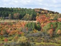 Autumn trees in full color on a hill in FingerLakes NYS