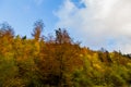 Autumn trees Royalty Free Stock Photo