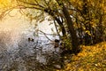 Autumn trees over pond with ducks. Fallen leaves in crystal clear water with reflections. Beautiful nature of fall