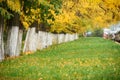 Autumn trees in park arranged in a row, green grass and yellow leaves Royalty Free Stock Photo