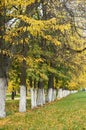 Autumn trees in park arranged in a row, green grass and yellow leaves Royalty Free Stock Photo