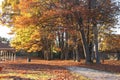 Autumn Trees at Park