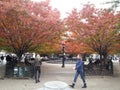 Autumn trees at the Park in Little Italy, New York city, NY