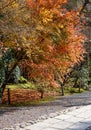 Autumn trees at the park