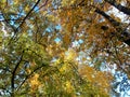 Autumn trees in the park synny day blue sky. Royalty Free Stock Photo