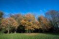 Autumn trees in park. Yellow and gold leaves of fall. Royalty Free Stock Photo