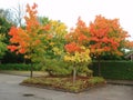 Autumn trees on parking place