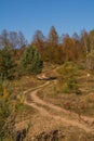 Autumn trees with a path. Podlachia. Poland