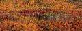 Autumn trees on Ragged peak in Colorado