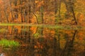 Autumn trees are reflected in the surface of a quiet forest lake. November. Poland.