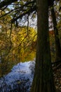 autumn trees reflected in the surface water of the lake in Boschi di Carrega, Emilia-Romagna, Italy Royalty Free Stock Photo