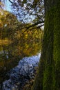 autumn trees reflected in the surface water of the lake in Boschi di Carrega, Emilia-Romagna, Italy Royalty Free Stock Photo