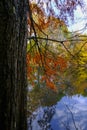 autumn trees reflected in the surface water of the lake in Boschi di Carrega, Emilia-Romagna, Italy Royalty Free Stock Photo