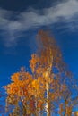 Autumn trees reflected on water