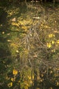 Autumn trees reflection in a pond Royalty Free Stock Photo