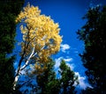 Autumn trees on Rocky Mountains in Colorado Royalty Free Stock Photo