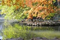 Autumn trees in royal villa italy Royalty Free Stock Photo