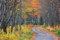 Autumn trees by scenic road through rural Quebec province