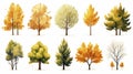 autumn trees, set of vector illustrations of cute trees and shrubs: oak, birch, aspen, linden, fir, sun and dog, different shapes Royalty Free Stock Photo