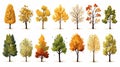 autumn trees, set of vector illustrations of cute trees and shrubs: oak, birch, aspen, linden, fir, sun and dog, different shapes Royalty Free Stock Photo