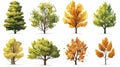 autumn trees, set of vector illustrations of cute trees and shrubs: oak, birch, aspen, linden, fir, sun and dog, different shapes Royalty Free Stock Photo