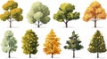 autumn trees, set of vector illustrations of cute trees and shrubs: oak, birch, aspen, linden, fir, sun and dog, different shapes Royalty Free Stock Photo