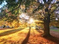 Autumn trees with the setting sun Royalty Free Stock Photo